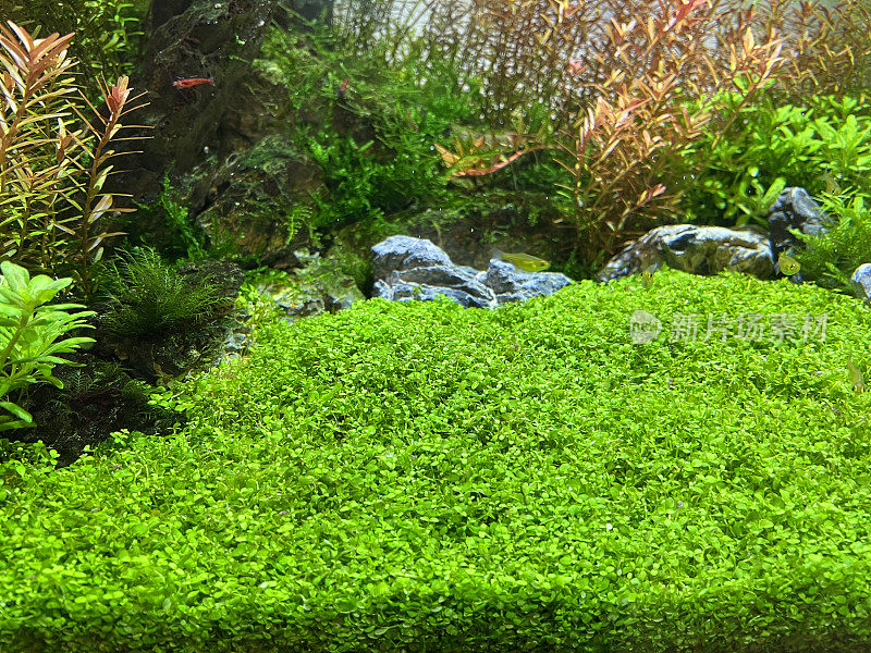 近距离的植物淡水热带水族馆，景观与植物/池塘草和岩石，鱼缸aquasaping，樱桃虾，聚焦前景